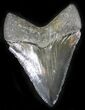 Gorgeous Juvenile Megalodon Tooth #24401-1